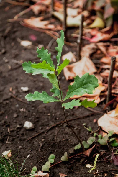 Young oak sprout with green leaves — Stock Photo, Image