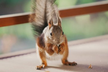 Zemin üzerinde kabarık kulakları yeme somun ile kırmızı sincap 