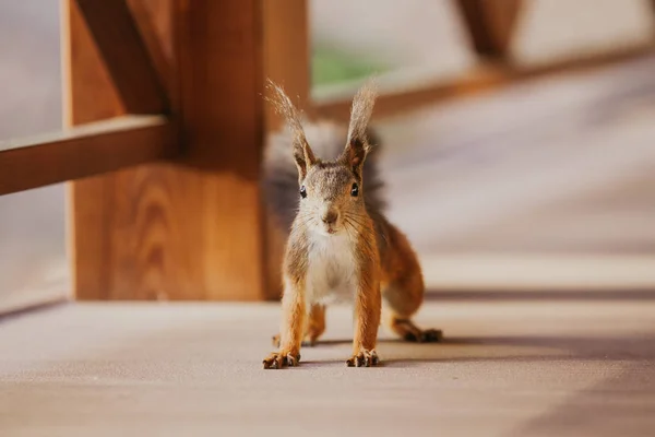 Eichhörnchen sitzt auf dem Boden der Veranda und schaut geradeaus — Stockfoto