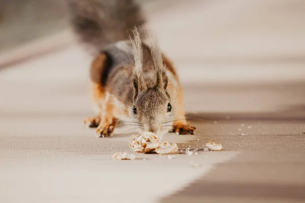 붉은 다람쥐 스니핑 너트 클로즈업 — 스톡 사진