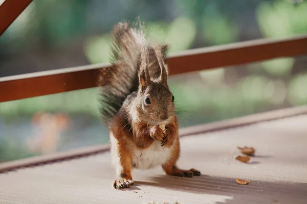 Eichhörnchen mit flauschigen Ohren sitzt auf dem Boden der Veranda — Stockfoto