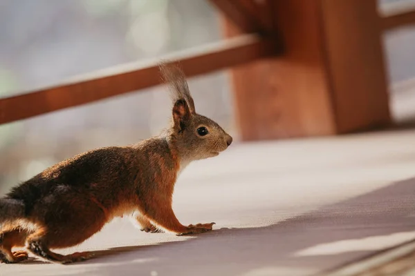 베란다 바닥에 앉아 푹신한 귀를 가진 다람쥐 — 스톡 사진