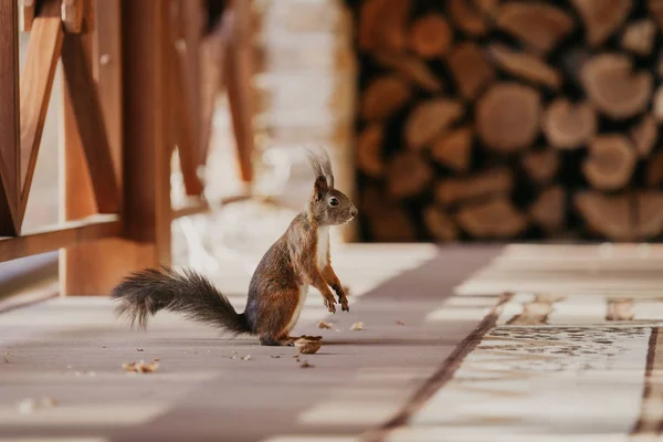 Ekorre med fluffiga öron står på sommarterrassen — Stockfoto