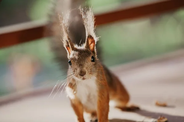 햇볕이 잘 드는 테라스에 푹신한 귀를 가진 붉은 다람쥐가 서 있습니다. — 스톡 사진
