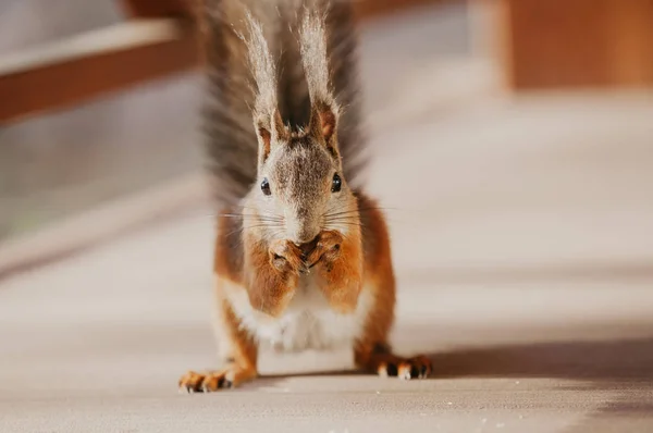 Rotes Eichhörnchen mit flauschigen Ohren frisst Nuss auf dem Boden — Stockfoto