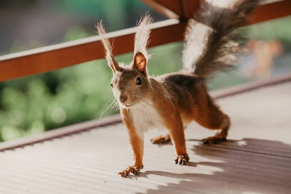 Κόκκινος σκίουρος με χνουδωτά αυτιά στέκεται στην ηλιόλουστη βεράντα — Φωτογραφία Αρχείου