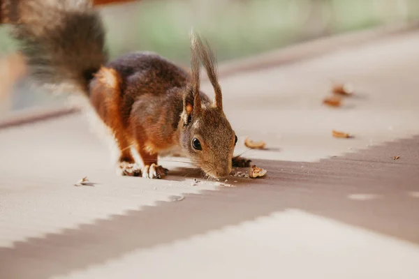 Rotes Eichhörnchen mit flauschigen Ohren riecht Walnuss auf dem Boden — Stockfoto