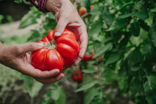 Elinde güzel büyük kırmızı nervürlü domates