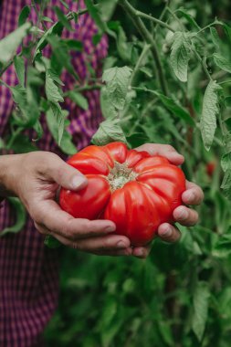 Elinde güzel büyük kırmızı nervürlü domates