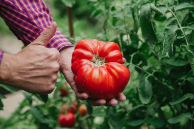 Elinde güzel büyük kırmızı nervürlü domates