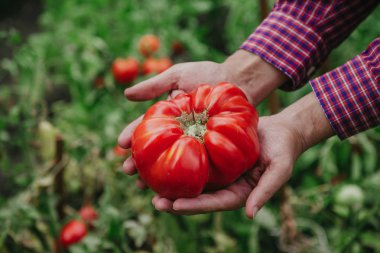 Elinde güzel büyük kırmızı nervürlü domates