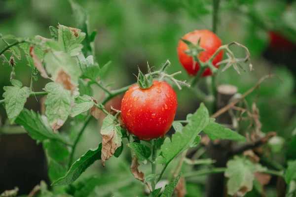 美しい熟した赤いトマトは緑の枝の上に重い — ストック写真