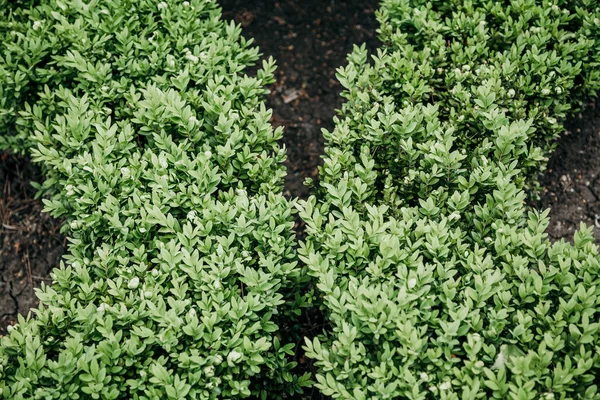 Arbustos de boj verde plantados con dos arcos. Vista desde arriba —  Fotos de Stock
