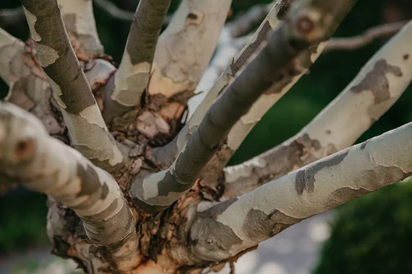 Las ramas del sicómoro divergen de un tronco —  Fotos de Stock