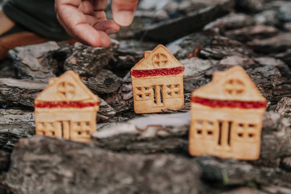 Biscuitshaped cookie stands on bark of  tree