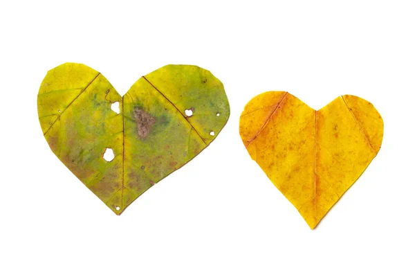 Twee harten zijn gesneden uit Maple Leaf — Stockfoto