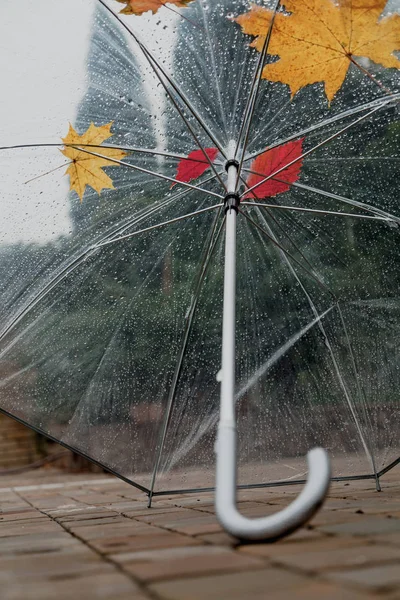 Przezroczysty parasol stoi na kamiennym kafelku w stoczni — Zdjęcie stockowe