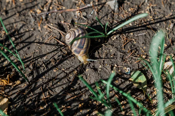 Caracol rastejando no chão — Fotografia de Stock