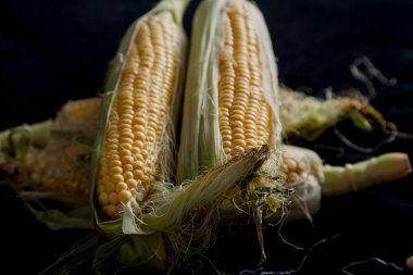 Olgun mısır koçanı siyah arka plan üzerine yalan