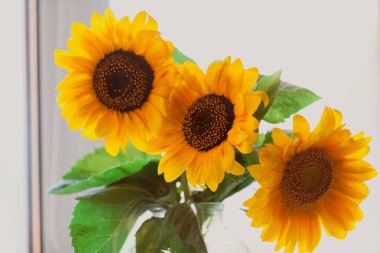 Üç parlak ayçiçeği çiçekleri yakın