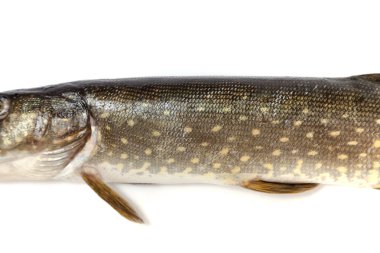 Pike vücut closeup