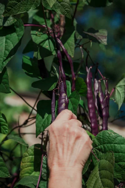 Farmer hands. Hands tearing off  pod of colored beans
