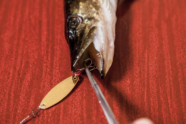 Hands take out bait from mouth of pike close up — Stock Photo, Image