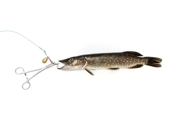 Pike and lure lying on  white background — Stock Photo, Image