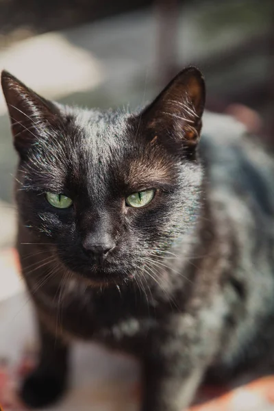 Angry black cat in sun close up — Stock Photo, Image