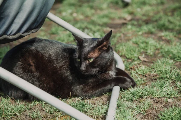 Gato preto senta-se sob cadeira portátil — Fotografia de Stock