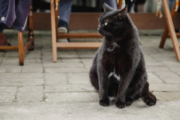 Plump black cat sitting on concrete slab closeup — Stock Photo, Image