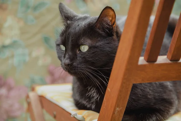 Portrait of  black cat on  wooden chair — Stock Photo, Image