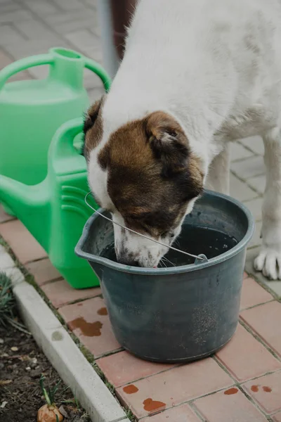 중앙 아시아 셰퍼드 개는 양동이에서 물을 마십니다. — 스톡 사진