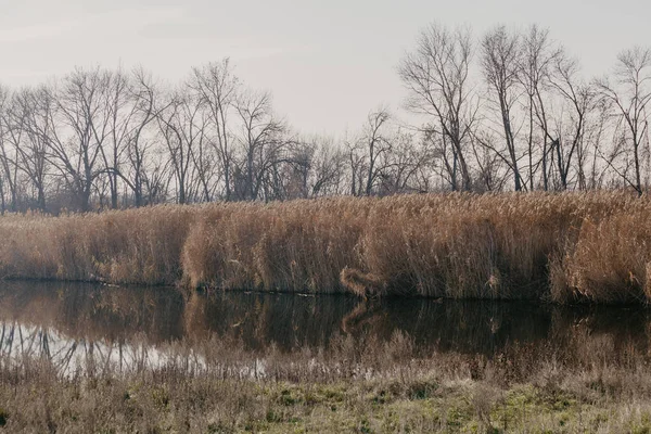 Shore of reservoir overgrown with dry yellow reeds — Stock Photo, Image