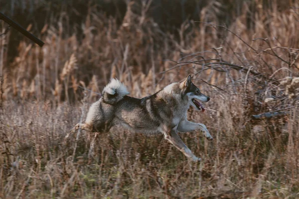 赫斯基猎狗在干草上奔跑 — 图库照片