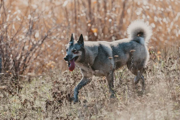 Εσκιμώων σκυλί κυνηγιού σε ξερά χόρτα — Φωτογραφία Αρχείου