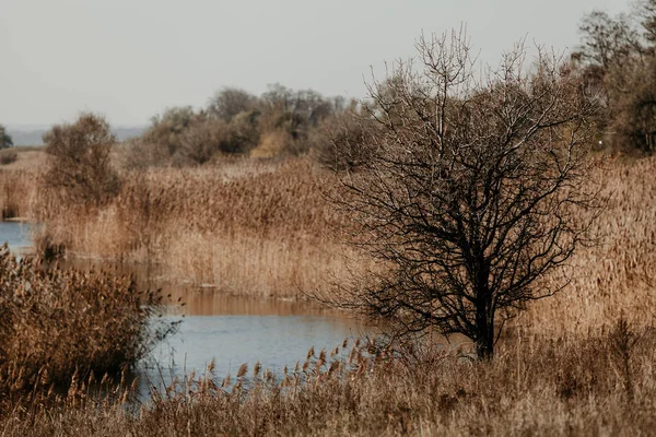 Árvore solitária em bancos de lagoa coberta de junco — Fotografia de Stock