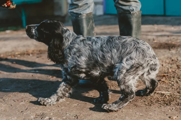 Мисливський спанієль собака грає у дворі — стокове фото