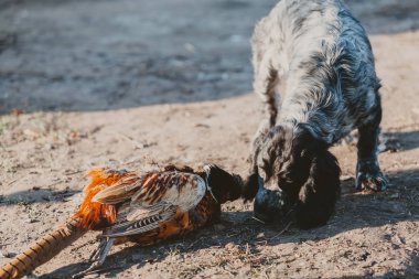 Russian spaniel and pheasant killed by hunter clipart