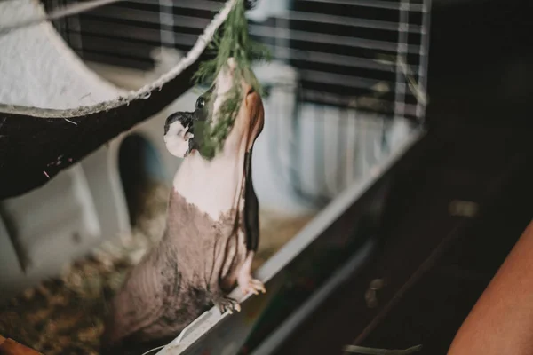 Gevlekte skinny strekt zich uit voor groene takje diervoeders — Stockfoto