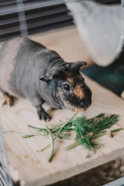 Dark skinny sits in front of green sprigs of dill — Stock Photo, Image