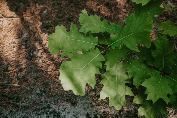 Brote de roble joven con hojas verdes —  Fotos de Stock