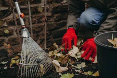 Eller plastik kova içinde düşmüş yaprakları toplamak