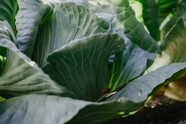 Big beautiful head of white cabbage grows in garden