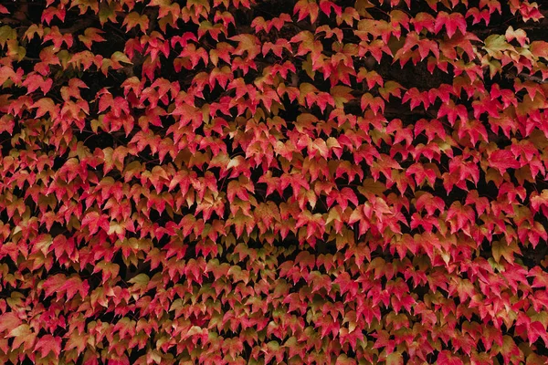 Стена декоративных листьев винограда — стоковое фото