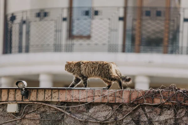 Chat moelleux va sur la clôture de pierre — Photo