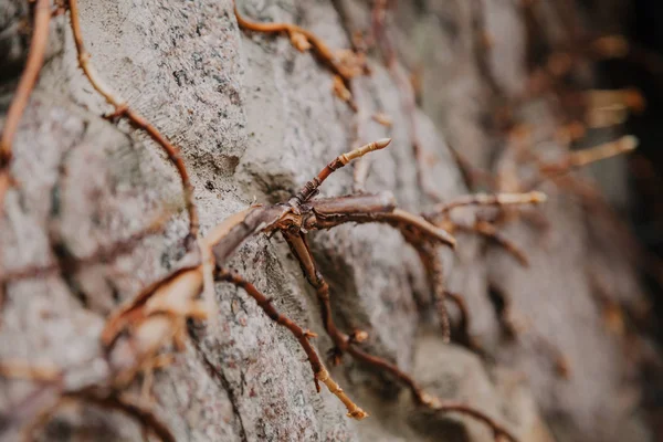 Tak van druiven op stenen hek close-up — Stockfoto