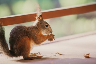 Kulaklarda uzun saçlı kırmızı sincap Nibbles somun