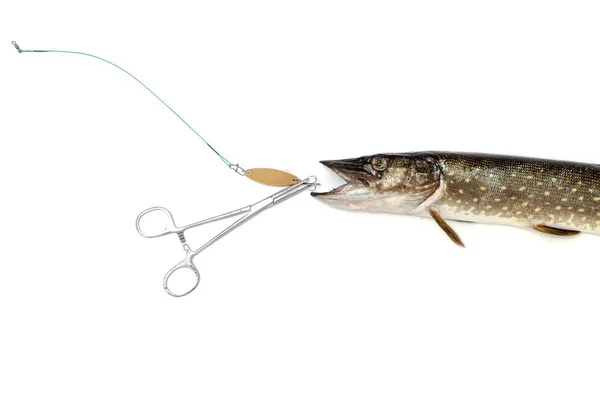 Pike and lure lying on  white background — Stock Photo, Image