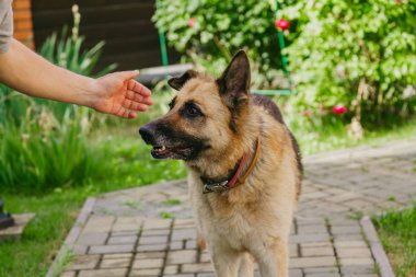 Sahibi taş geçitte Alman çoban vuruş